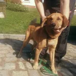 Pies do adopcji, Żary, 28 stycznia 2023