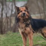 Papin (5819), Samiec