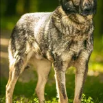 Znaleziono psa, Grudziądz, 5 stycznia 2020