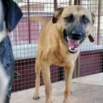 Pies do adopcji, Żary, 11 czerwca 2023