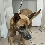 pies, mix, brązowy, 4 lata, brak chipa Miejsce znalezienia:  ul. Zielna Znaleziono dnia: 2024-04-16