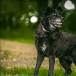 Znaleziono psa, Grudziądz, 31 stycznia 2020