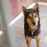 Pies do adopcji, Żary, 25 listopada 2025