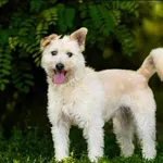 Znaleziono psa, Grudziądz, 13 listopada 2022