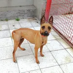 Pies do adopcji, Żary, 28 maja 2023