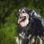 Znaleziono psa, Grudziądz, 30 września 2020