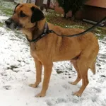 Pies do adopcji, Żary, 6 stycznia 2023