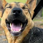 Dumbo (5954), Samiec