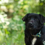 Pies do adopcji, Nowodwór, 27 czerwca 2024