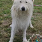 Pies do adopcji, Węgrowo, 22 czerwca 2024