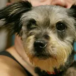 Znaleziono psa, Wałbrzych, 23 czerwca 2024