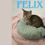 Felix