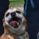 Pies do adopcji, Chełmek, 4 czerwca 2024