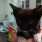 Znaleziono kota, Gdańsk, 28 czerwca 2024