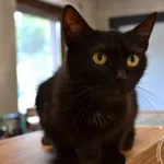 Kot do adopcji, Chełmek, 30 kwietnia 2024