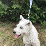 Znaleziono psa, Henrykowo, 14 czerwca 2024