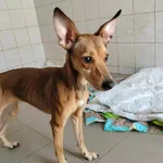 Znaleziono psa, Sosnowiec, 21 czerwca 2024