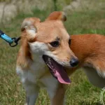 Pies do adopcji, Chełmek, 4 czerwca 2024