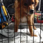 Znaleziono psa, Sosnowiec, 23 czerwca 2024