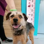 Pies do adopcji, Kielce, 29 czerwca 2024