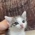 Kot do adopcji, Kielce, 29 czerwca 2024