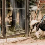 Pies do adopcji, Czartki, 28 czerwca 2024