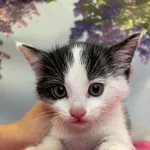 Kot do adopcji, Kielce, 29 czerwca 2024