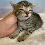 Kot do adopcji, Kielce, 29 czerwca 2024