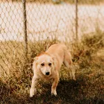 Pies do adopcji, Czartki, 28 czerwca 2024