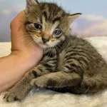 Kot do adopcji, Kielce, 29 czerwca 2024