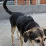 PIES Z INTERWENCJI DNIA 29.06.2024