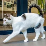 Kot do adopcji, Sopot, 30 czerwca 2024