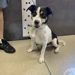 Znaleziono psa, Chełmek, 28 czerwca 2024