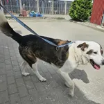 Znaleziono psa, Choszczno, 14 czerwca 2024