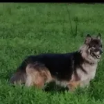 Zaginął pies, Wrocław, 30 czerwca 2024