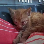 Kocurek poz. 24/330/K