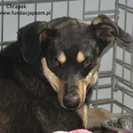 Pies do adopcji, Nowy Dwór Mazowiecki, 30 czerwca 2024