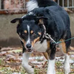 Pies do adopcji, Sopot, 30 czerwca 2024