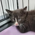 Kocurek poz. 24/332/K