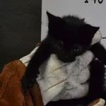 Przyjęty: 2024-06-29 Gmina: Oświęcim Płeć: Kocur Opis: europejska, czarna