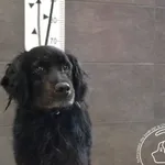 Znaleziono psa, Chełmek, 30 czerwca 2024