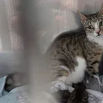 KOTKA Z INTERWENCJI DNIA 28.06.2024