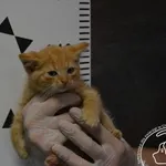 Przyjęty: 2024-06-29 Gmina: Żywiec Płeć: Kocur Opis: europejska, rude