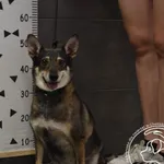 Znaleziono psa, Chełmek, 29 czerwca 2024