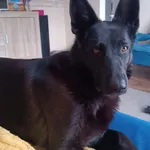 Zaginął pies, Łódź, 28 czerwca 2024