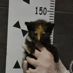 Znaleziono kota, Chełmek, 29 czerwca 2024