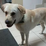 PIES Z INTERWENCJI 30.06.2024