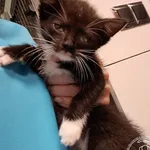 Znaleziono kota, Chełmek, 29 czerwca 2024