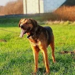 Gerard (5894), Samiec