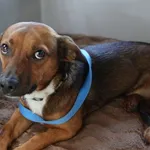 Znaleziono psa, Gdańsk, 28 czerwca 2024